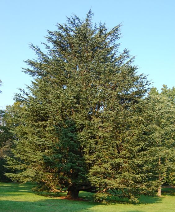 Cedro del Atlas