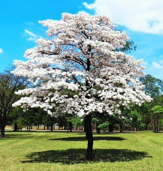 Roble Blanco